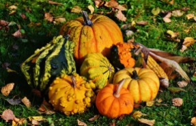 pumpkins-1712841_960_720