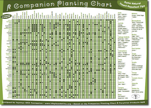 companion_planting_guide