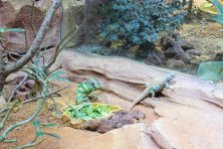 Yemen Chameleon & Ornate Spiny-tailed Lizard