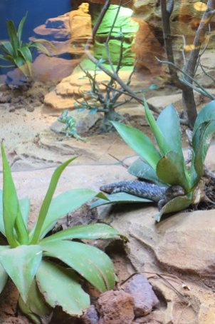 Yemen Chameleon & Blue Tongue Lizard