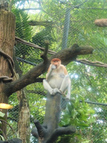 Proboscis Monkey, Rainforest Walk