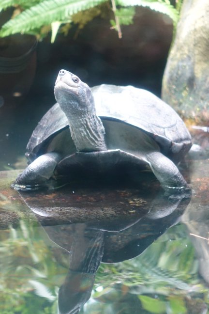 Roti Island Snake-necked Turtle
