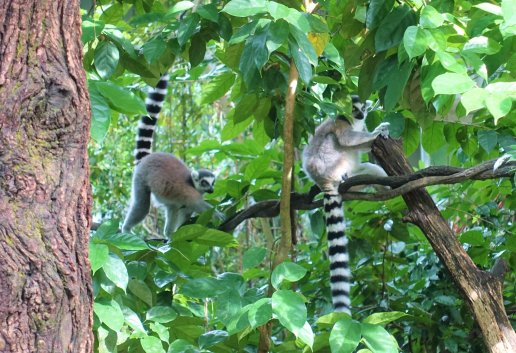 Ring-tailed Lemur, Rainforest Courtyard