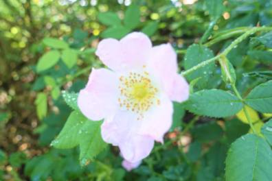 Rosa rugosa (Moje Hammarberg)